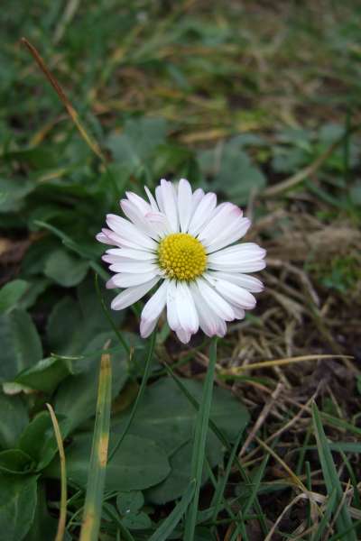 Flower in early spring
